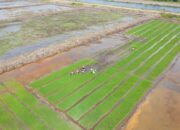 Pemerintah Luncurkan Program Cetak Sawah untuk Perkuat Ketahanan Pangan