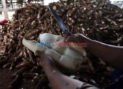 Sambut Kepemimpinan Baru, MSI Dorong Singkong sebagai Komoditas Strategis Nasional