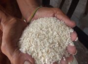 Bapanas Minta Penyerapan Beras dan Jagung oleh Bulog Dikawal Ketat