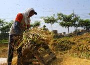 HPP Gabah Naik Jadi Rp6.500 Bulan Ini, Jagung Rp5.500 per Februari