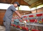 SIG Bantu Kelompok Peternak Puyuh Andalas Memproduksi 4.000 Telur per Hari