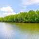 Mangrove Indonesia Jadi Garda Terdepan Mitigasi Perubahan Iklim Global